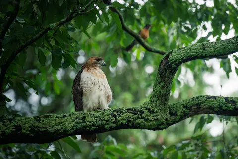 Wallpaper Elang Alap 4K · animals · 3840×2563