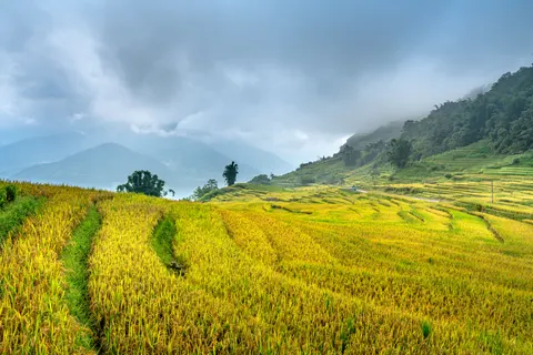 Papel de parede Terraços de arroz 4K · nature · 3840×2561