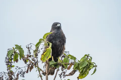 बाज़ 4K वॉलपेपर · animals · 3840×2560