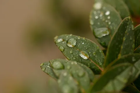 Rain Drops 4K Wallpaper · nature · 3840×2560