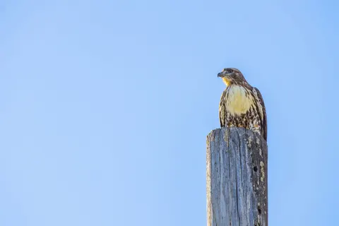 Hình nền Diều Hâu 4K · animals · 3840×2560