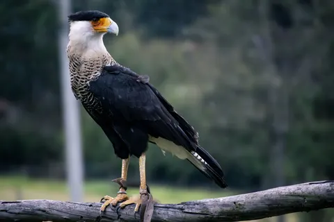 خلفية صقر بدقة 4K · animals · 3840×2560