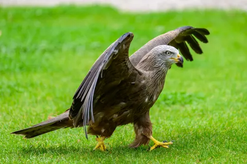 Fondo de pantalla Halcón 4K · animals · 3840×2560
