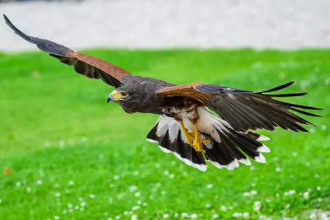 Wallpaper Elang Alap 4K · animals · 3840×2560