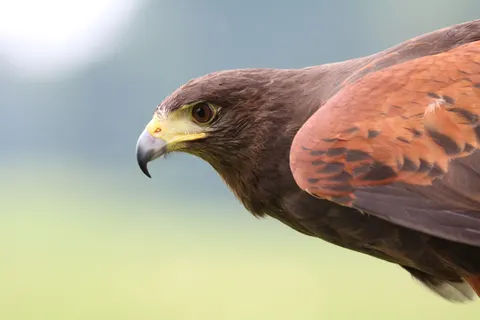 Şahin 4K Duvar Kağıdı · animals · 3840×2560