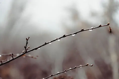 Papel de parede Gotas de chuva 4K · nature · 3840×2560