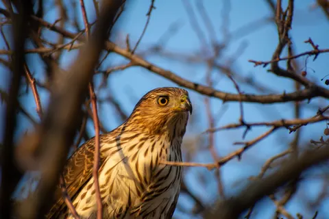 Şahin 4K Duvar Kağıdı · animals · 3840×2560