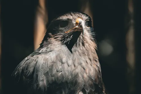 Hình nền Diều Hâu 4K · animals · 3840×2560