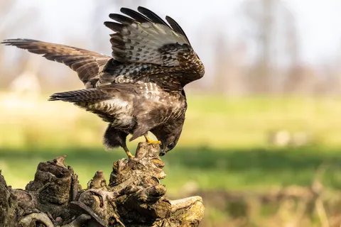 Falke 4K Hintergrundbild · animals · 3840×2560