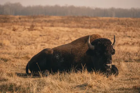 Bison 4K Hintergrundbild · animals · 3840×2560