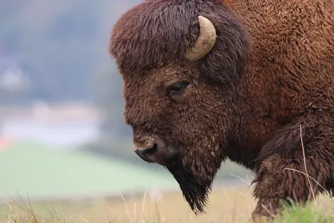 Bison 4K Hintergrundbild · animals · 3840×2560