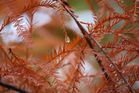 Fondo de pantalla Gotas de lluvia 4K · nature · 3840×2560