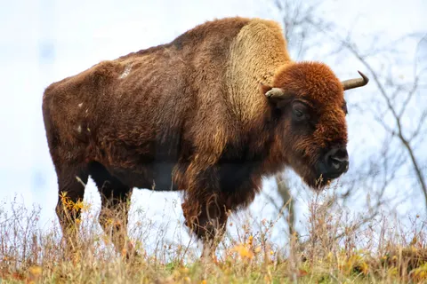 Bison 4K Wallpaper · animals · 3840×2560