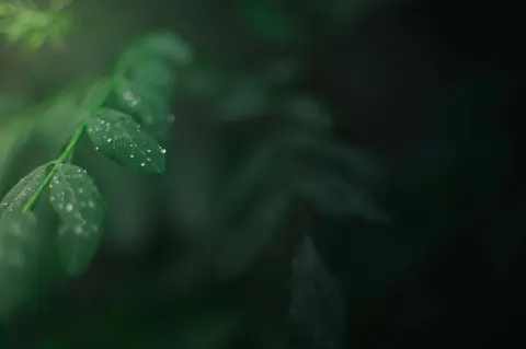 Fond d'écran Gouttes de pluie 4K · nature · 3840×2553