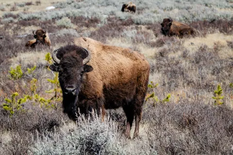 Wallpaper Bison 4K · animals · 3840×2560