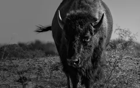 Sfondo Bisonte 4K · animals · 3840×2406
