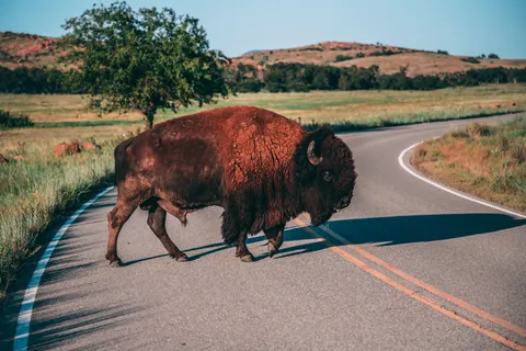 Bison 4K Hintergrundbild · animals · 3840×2560