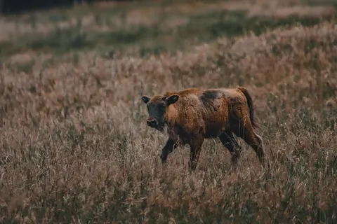 Bizon 4K Duvar Kağıdı · animals · 3840×2560