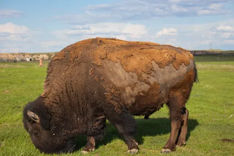 Fond d'écran Bison 4K · animals · 3840×2560