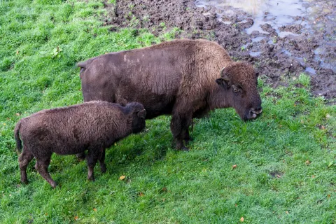 Bison 4K Hintergrundbild · animals · 3840×2558