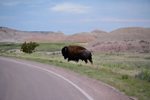 Wallpaper Bison 4K · animals · 3840×2560