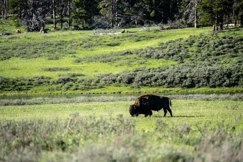Bison 4K Hintergrundbild · animals · 3840×2561