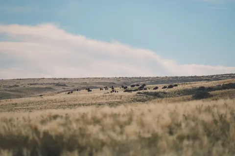 Wallpaper Bison 4K · animals · 3840×2560