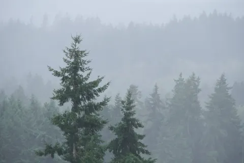 Foggy Forest 4K Wallpaper · nature · 3840×2560