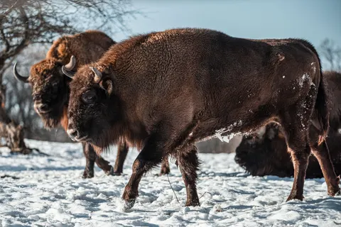 Bison 4K Hintergrundbild · animals · 3840×2560