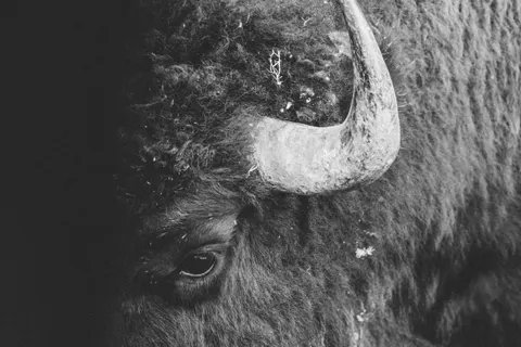 Fond d'écran Bison 4K · animals · 3840×2560
