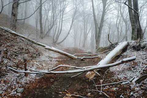 안개 낀 도로 4K 배경화면 · nature · 3840×2560