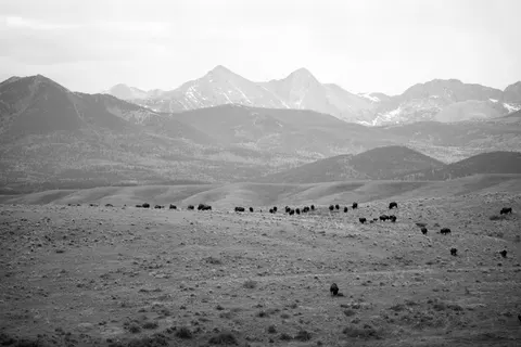 Fond d'écran Bison 4K · animals · 3840×2560