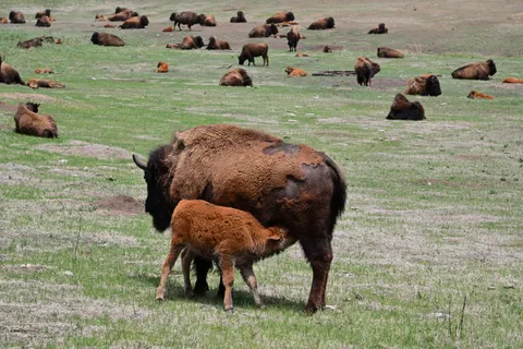 Bison 4K Hintergrundbild · animals · 3840×2560