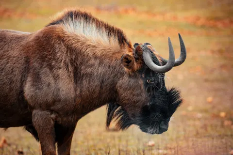 Fond d'écran Bison 4K · animals · 3840×2560
