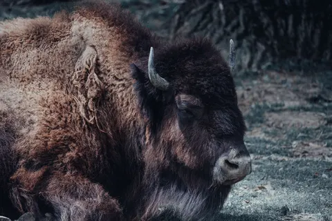 Bizon 4K-achtergrond · animals · 3840×2560