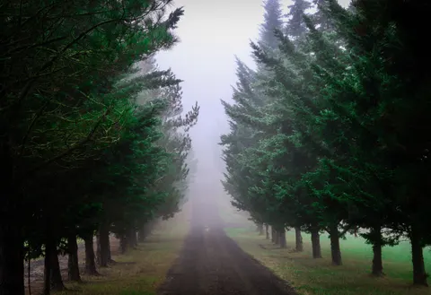 Foggy Road 4K Wallpaper · nature · 3840×2632