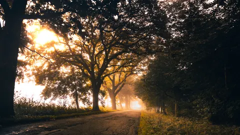 Neblige Straße 4K Hintergrundbild · nature · 3840×2160
