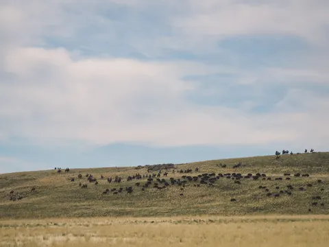 Bison 4K Hintergrundbild · animals · 3840×2880