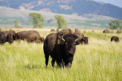 Bison 4K Hintergrundbild · animals · 3840×2561
