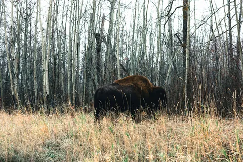 Fond d'écran Bison 4K · animals · 3840×2561