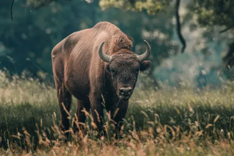 Bizon 4K-achtergrond · animals · 3840×2560