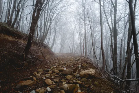 Fondo de pantalla Carretera con niebla 4K · nature · 3840×2560