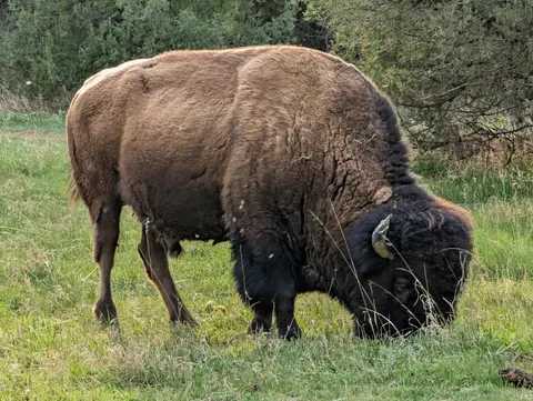 Bison 4K Hintergrundbild · animals · 3840×2892