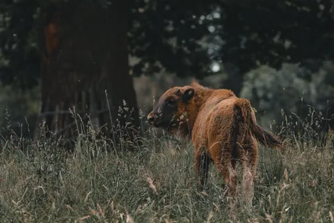 들소 4K 배경화면 · animals · 3840×2560