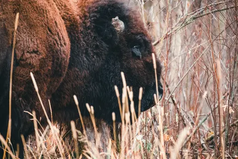 Wallpaper Bison 4K · animals · 3840×2561