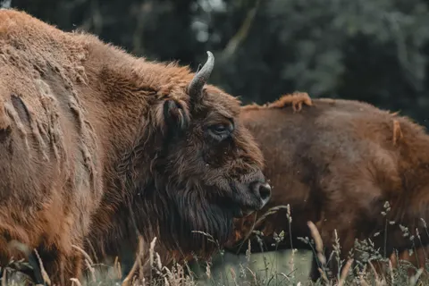 Sfondo Bisonte 4K · animals · 3840×2560