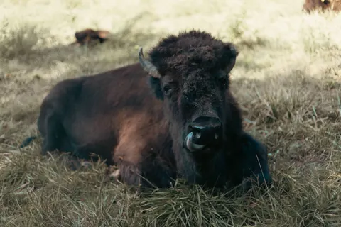 Fondo de pantalla Bisonte 4K · animals · 3840×2560