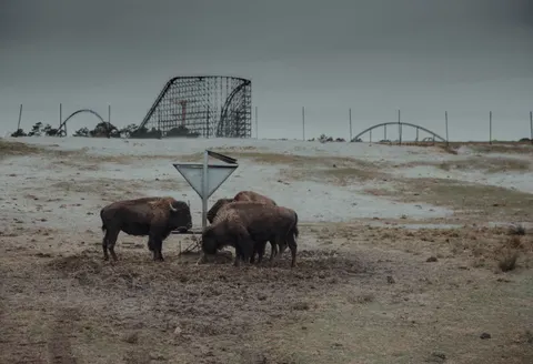 Fond d'écran Bison 4K · animals · 3840×2627