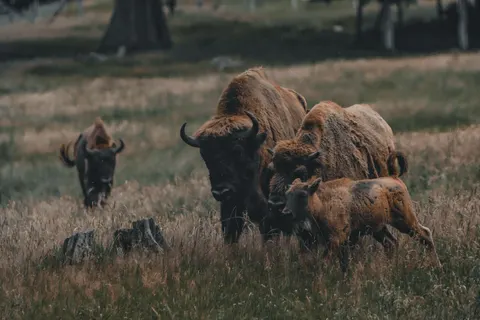 Wallpaper Bison 4K · animals · 3840×2560