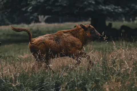 들소 4K 배경화면 · animals · 3840×2560